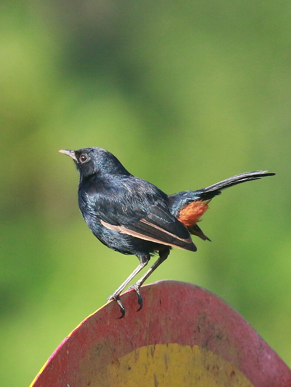 Indian Robin