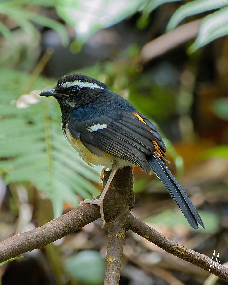 White-browed Shama