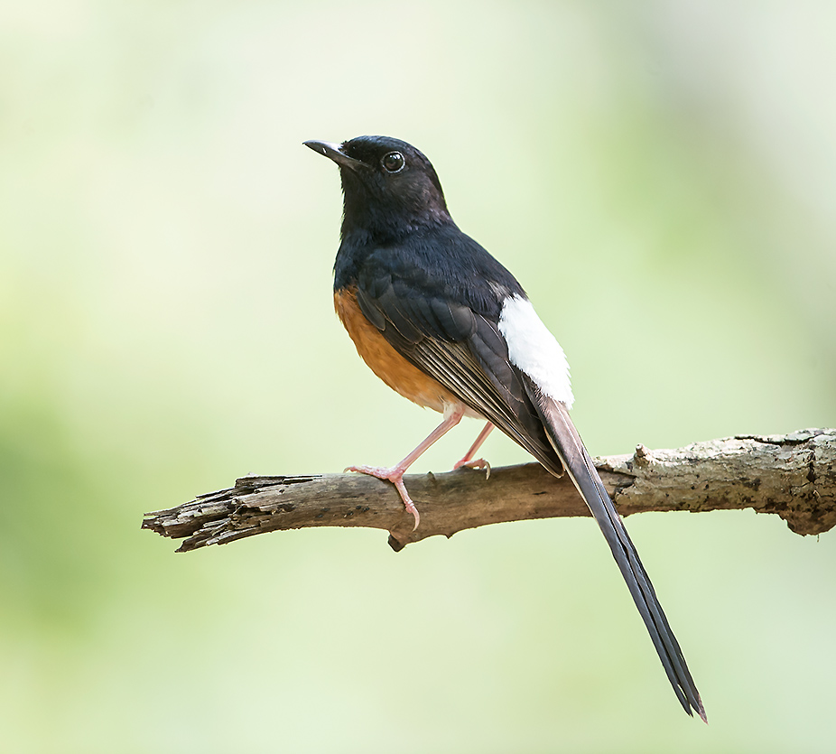 White-rumped Shama