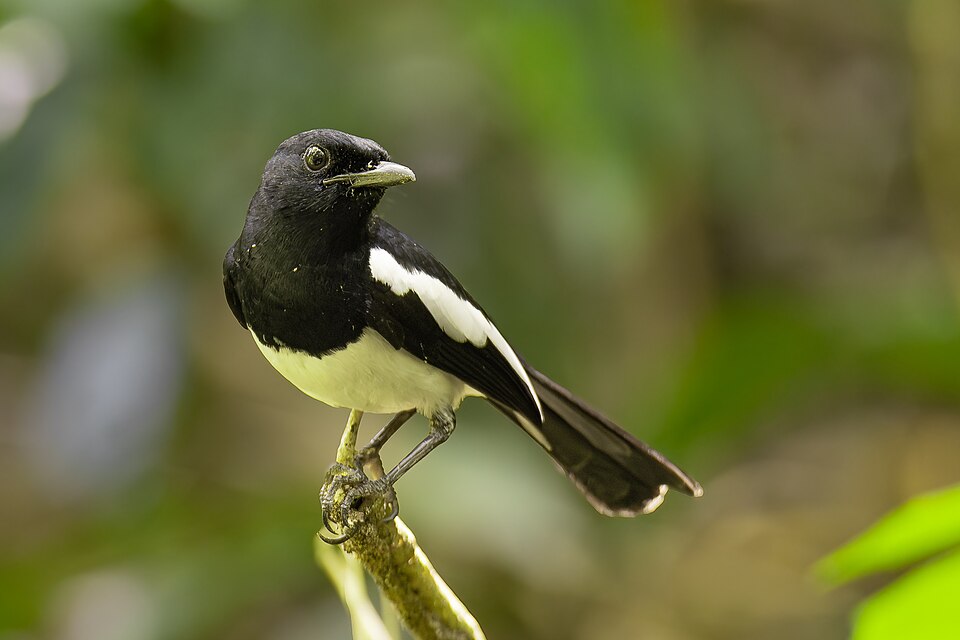 Philippine Magpie-Robin