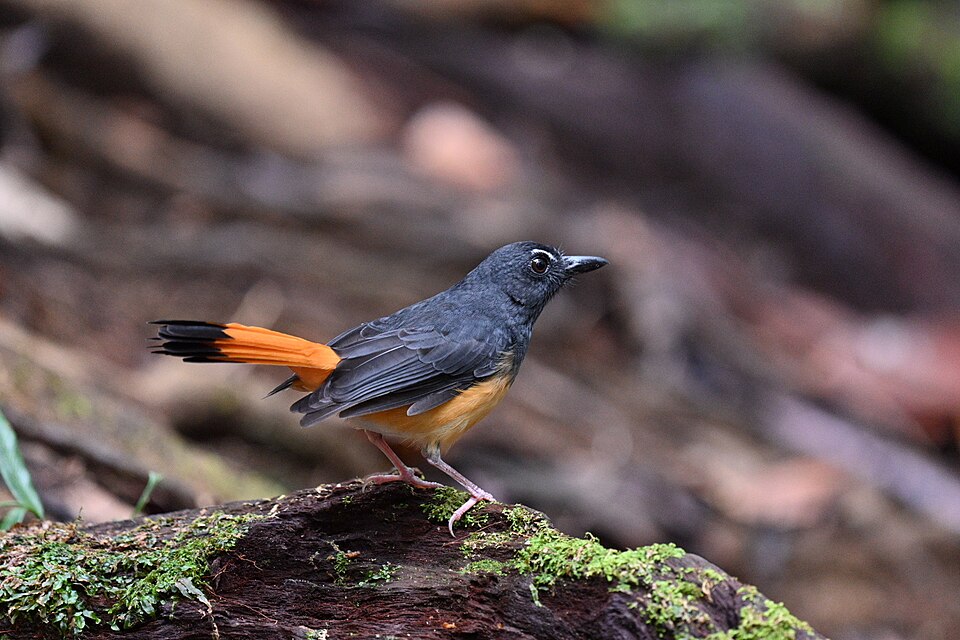 Rufous-tailed Shama