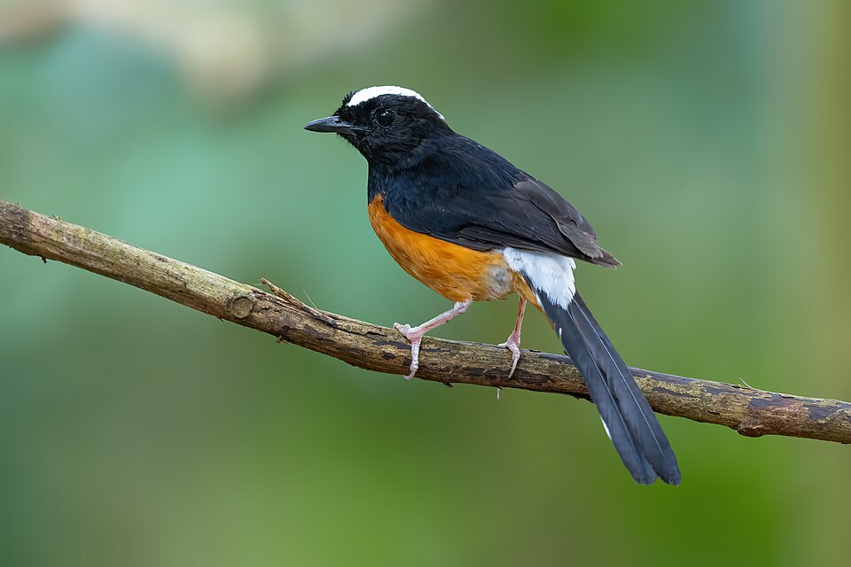 White-crowned Shama