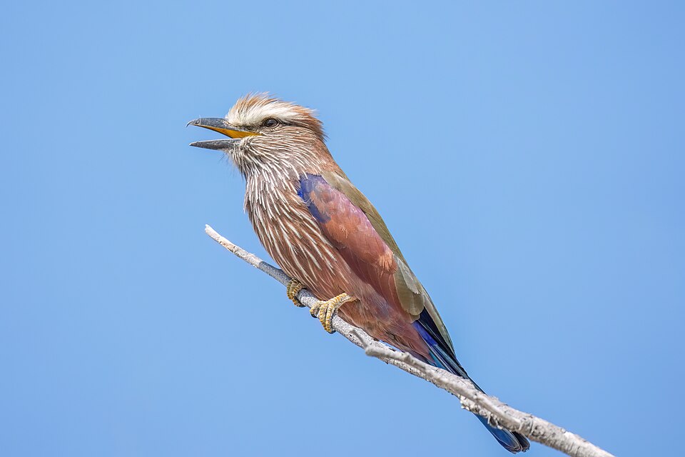 Purple Roller