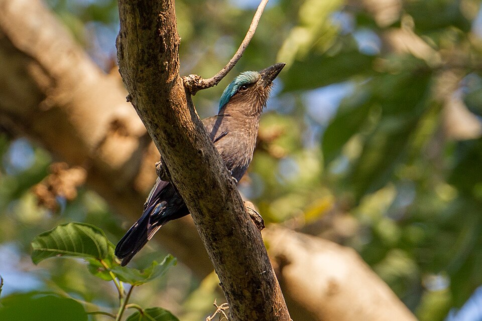 Purple-winged Roller