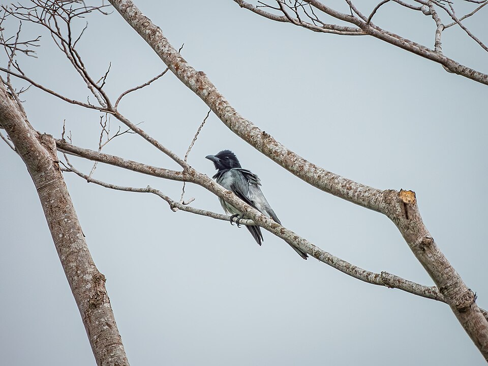 Moluccan Cuckooshrike