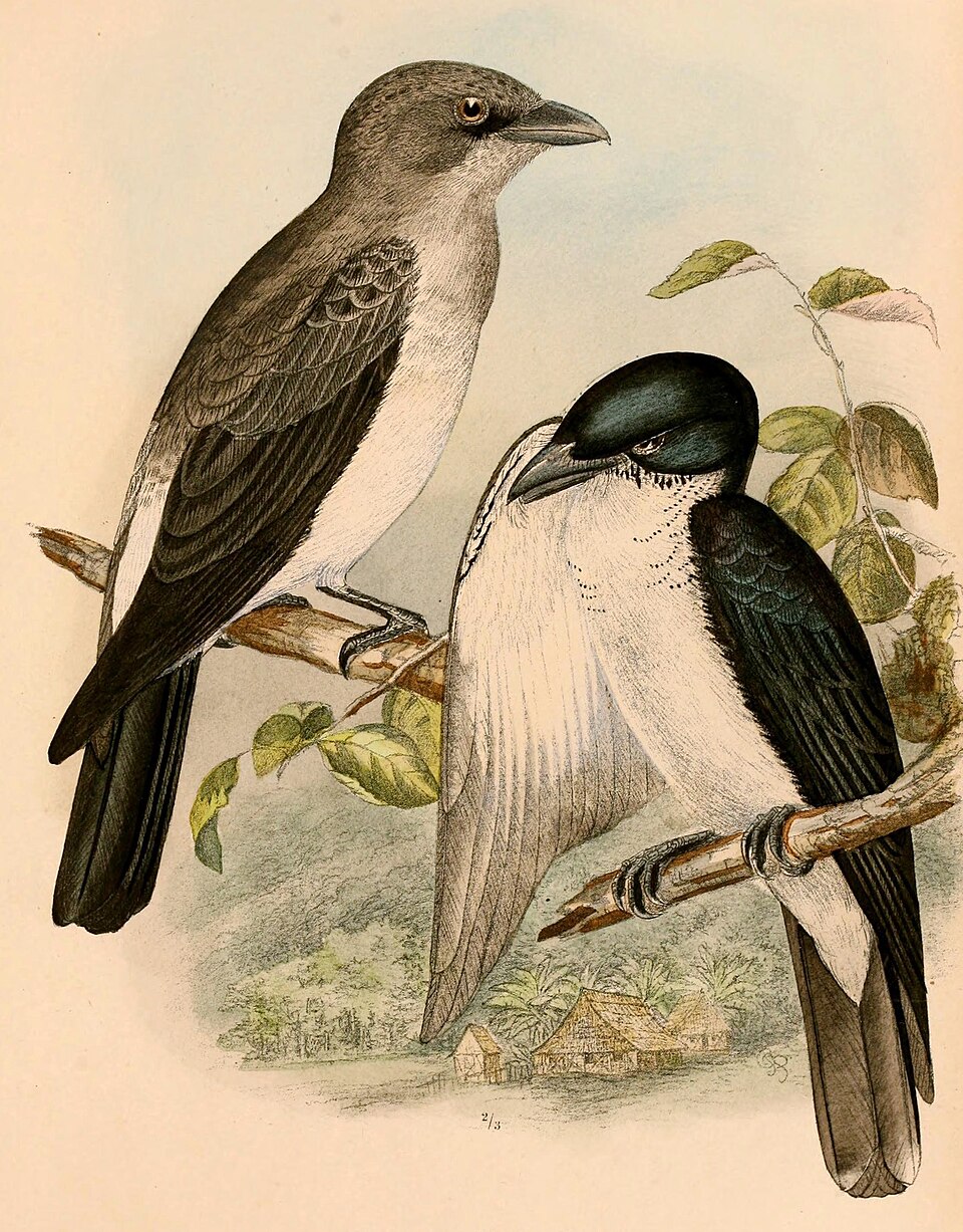Pied Cuckooshrike