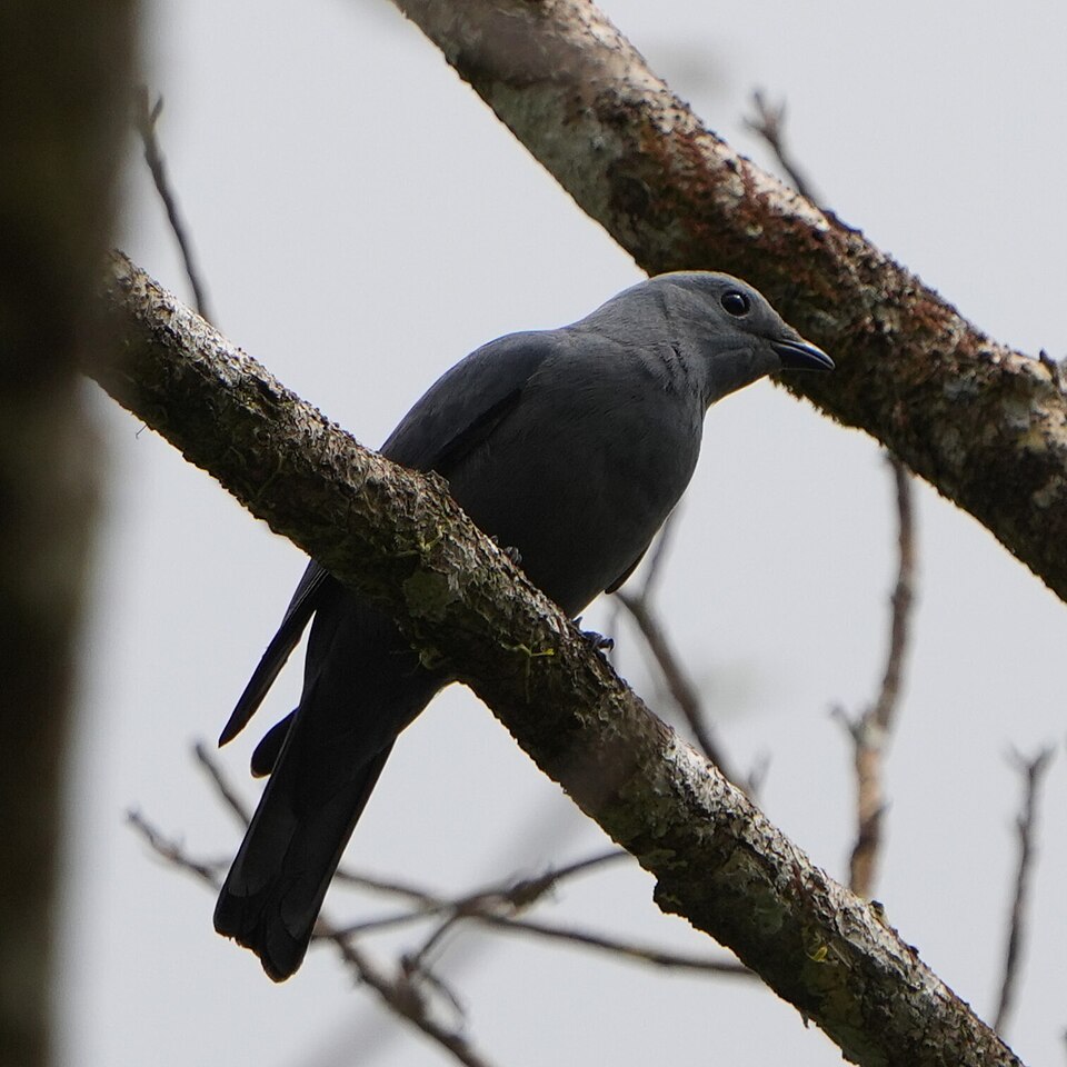 Boyer's Cuckooshrike