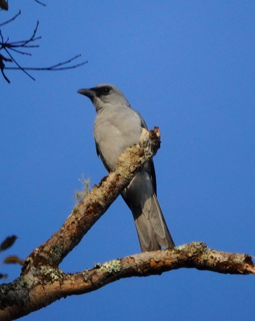 Buru Cuckooshrike