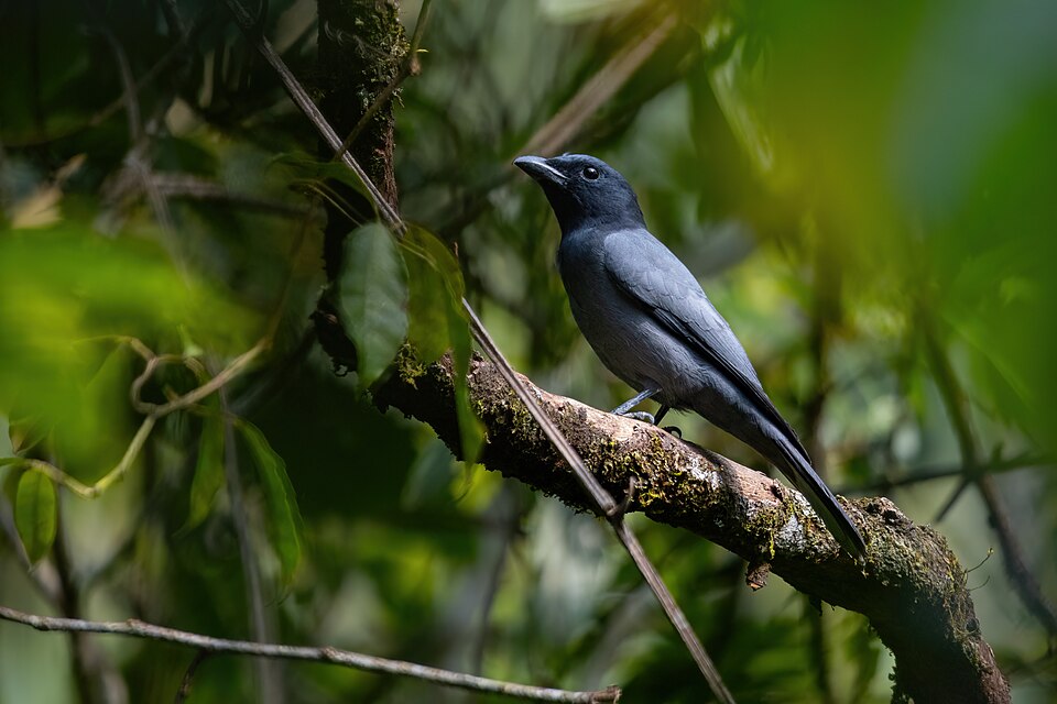 Sunda Cuckooshrike