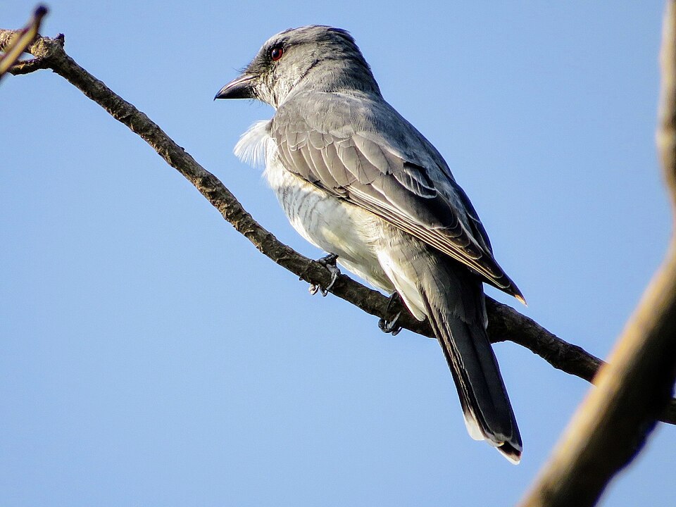 Large Cuckooshrike