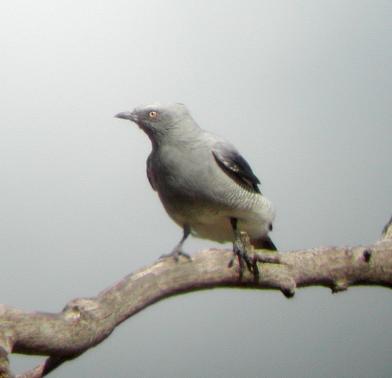 Ground Cuckooshrike