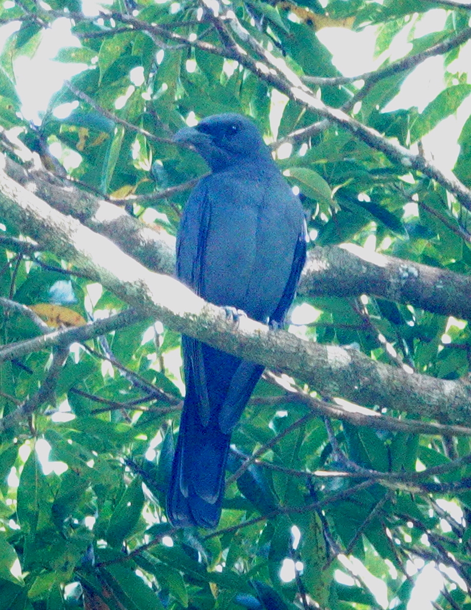Wallacean Cuckooshrike