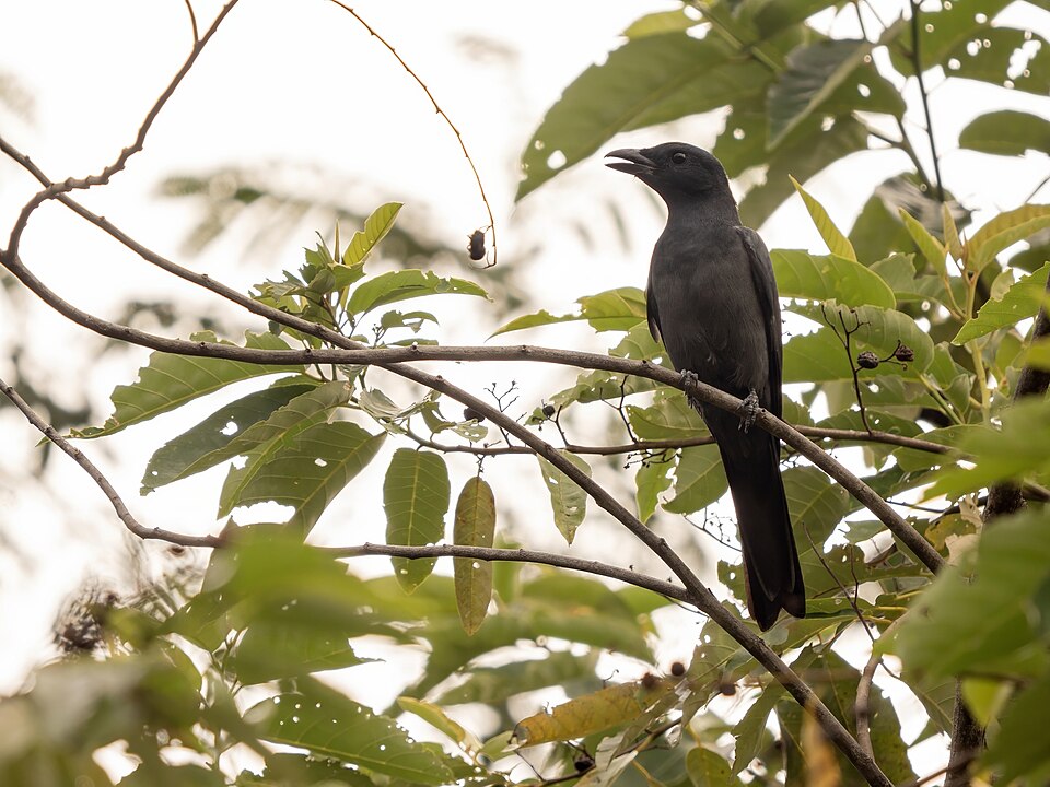 Slaty Cuckooshrike