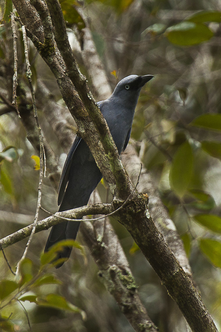 Cerulean Cuckooshrike