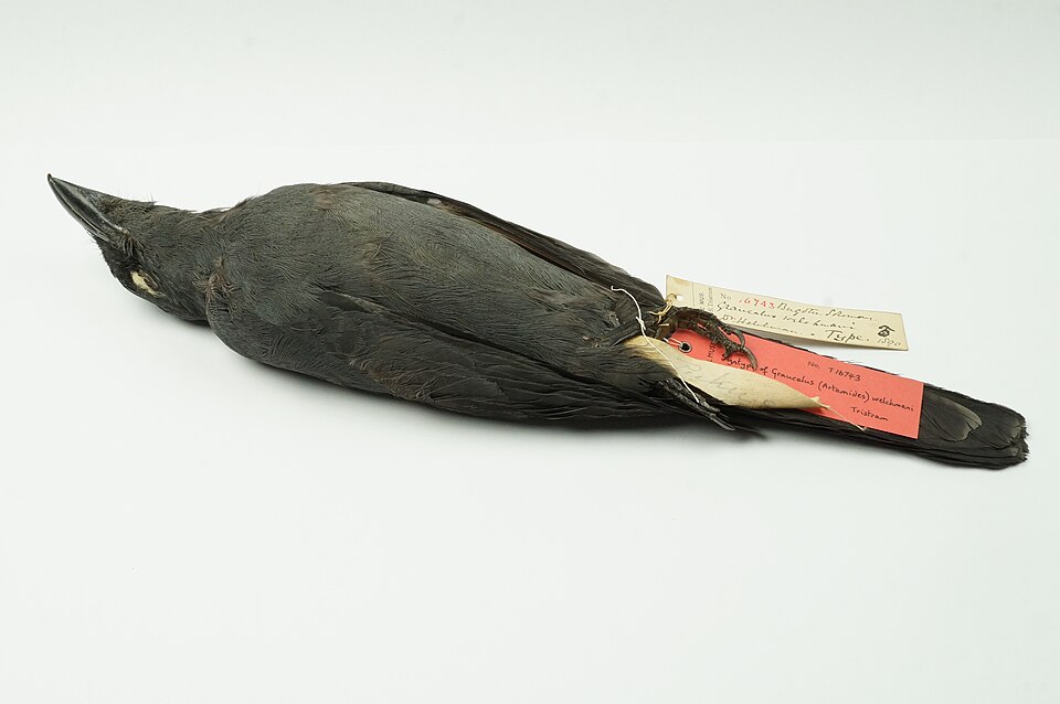 North Melanesian Cuckooshrike