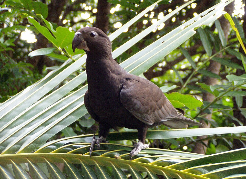 Greater Vasa Parrot