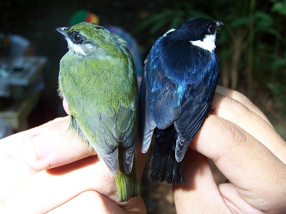 White-ruffed Manakin