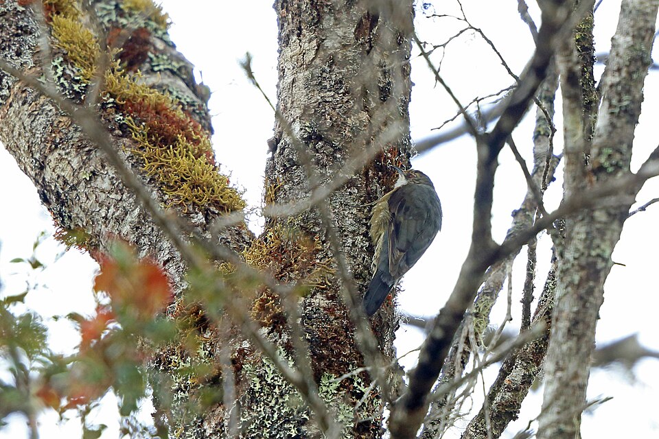 Papuan Treecreeper