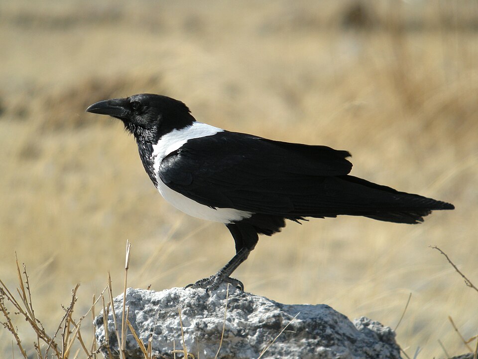 Pied Crow