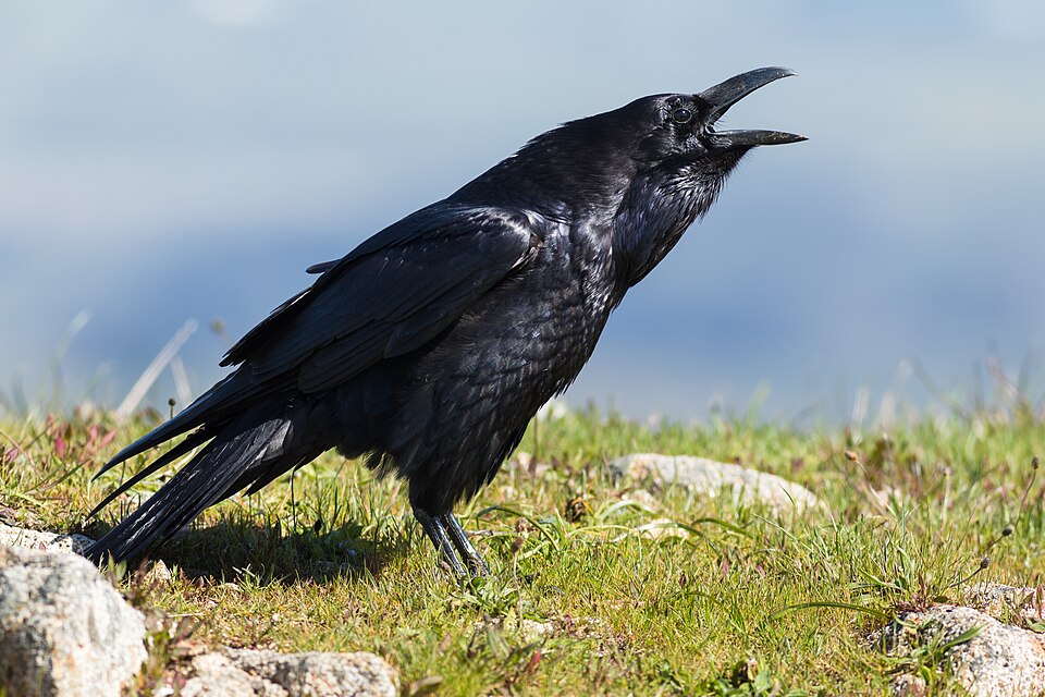 Northern Raven