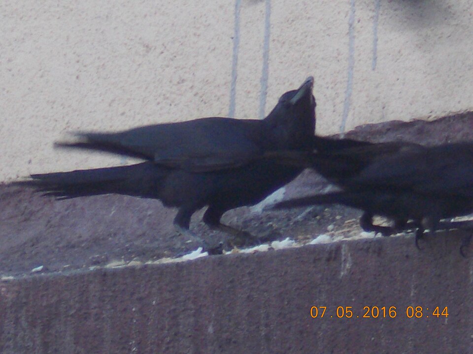 Indian Jungle Crow