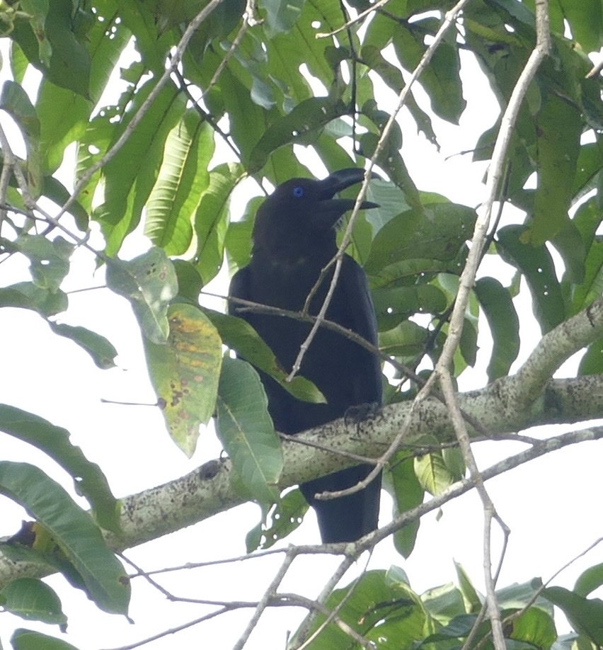 Brown-headed Crow