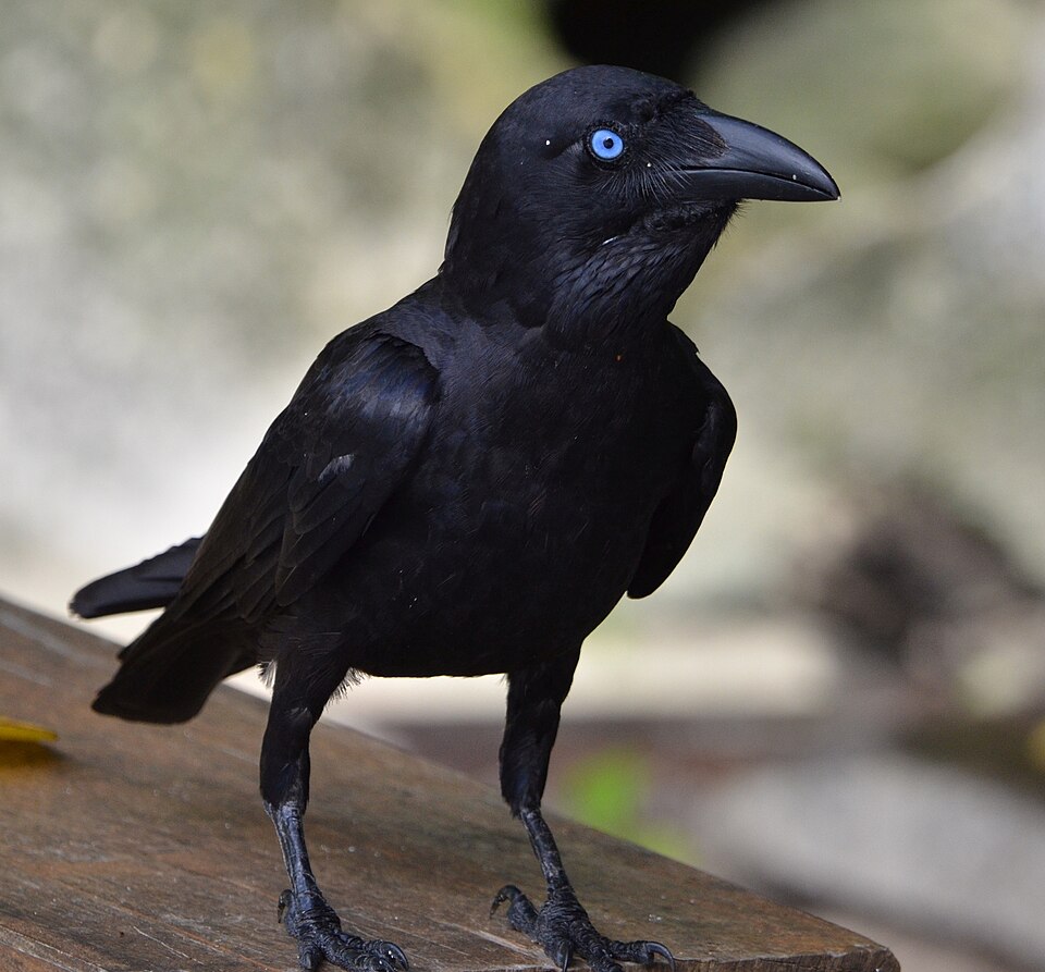 Bismarck Crow