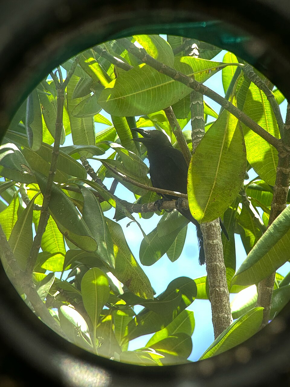 Mariana Crow