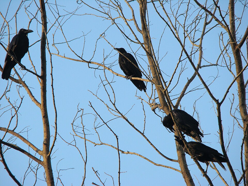 Eastern Jungle Crow