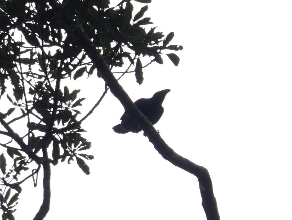 Bougainville Crow