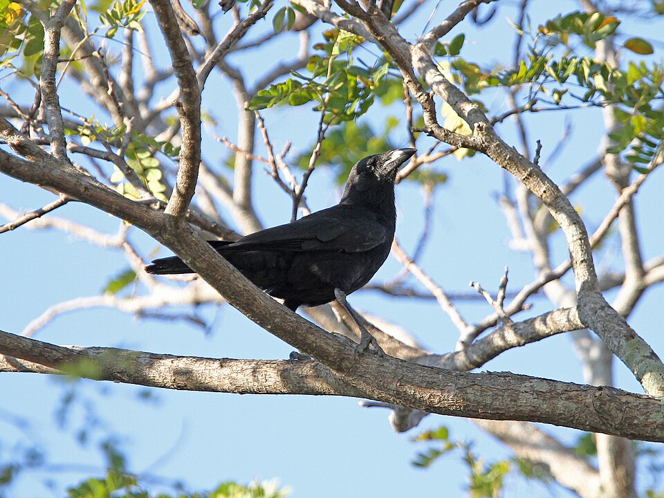 Cuban Palm Crow
