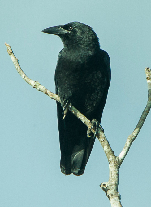 Cuban Crow