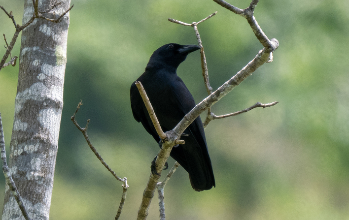 Palawan Crow