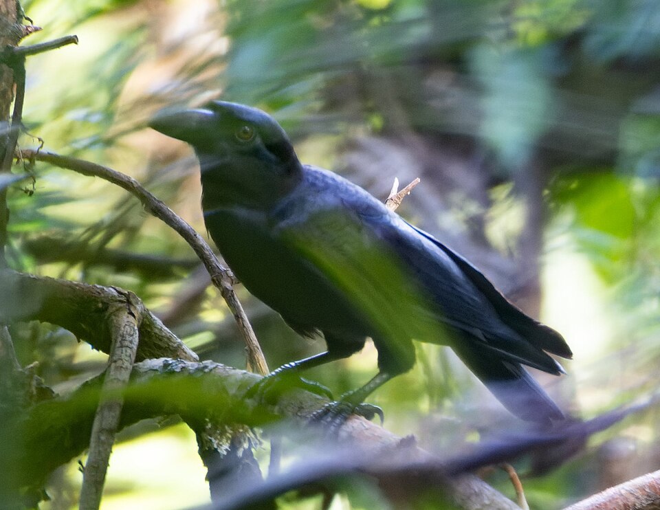 Small Crow