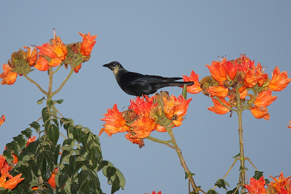 Sinaloa Crow