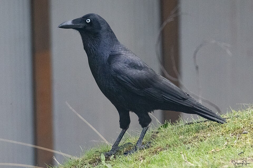 Forest Raven