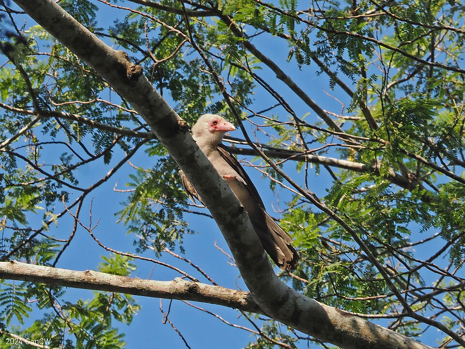 Grey Crow