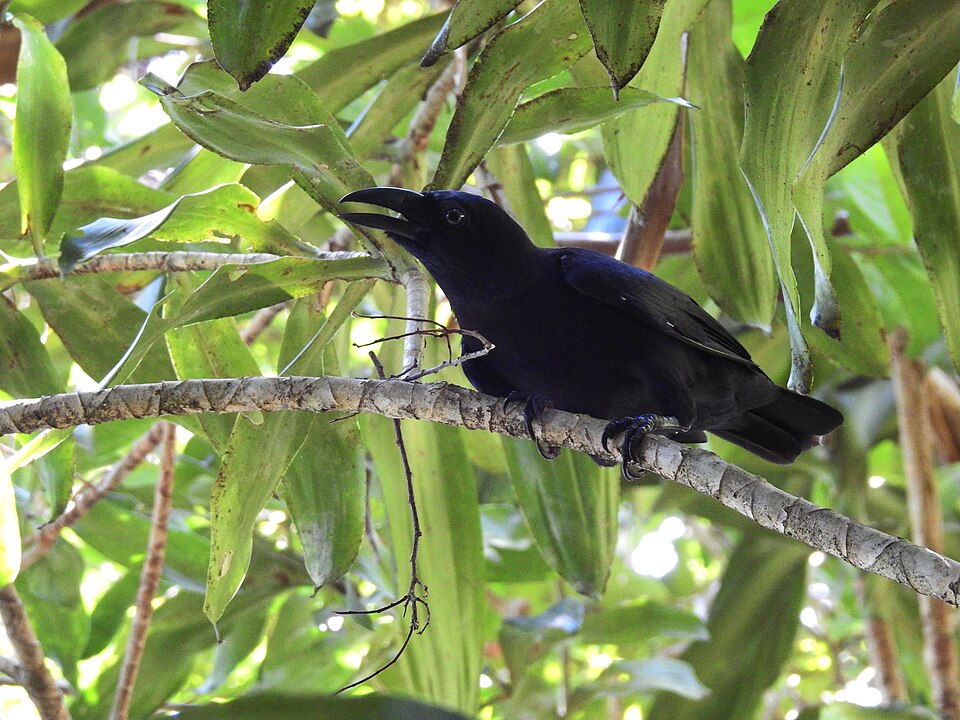 Banggai Crow