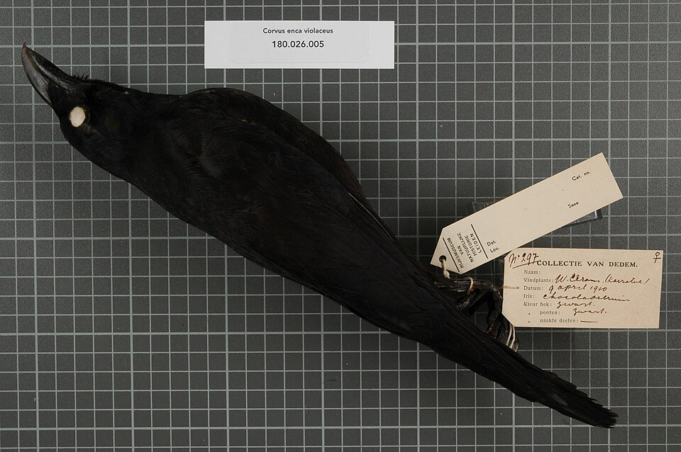 Violet Crow
