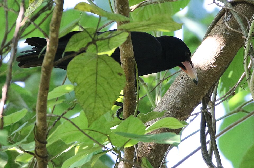 White-billed Crow