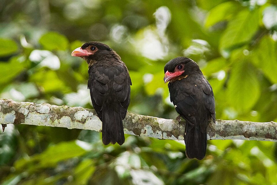Dusky Broadbill