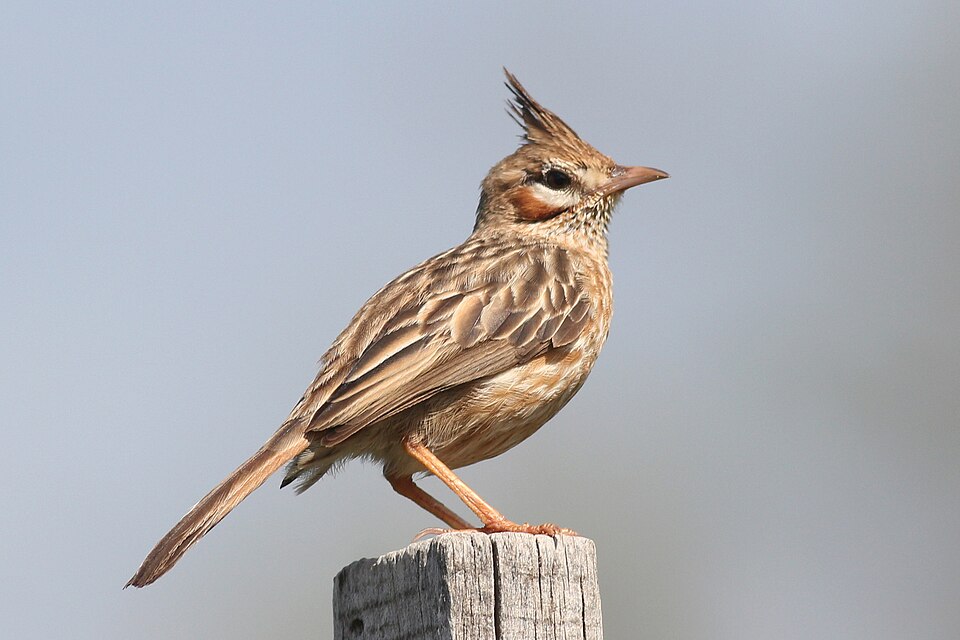 Lark-like Brushrunner