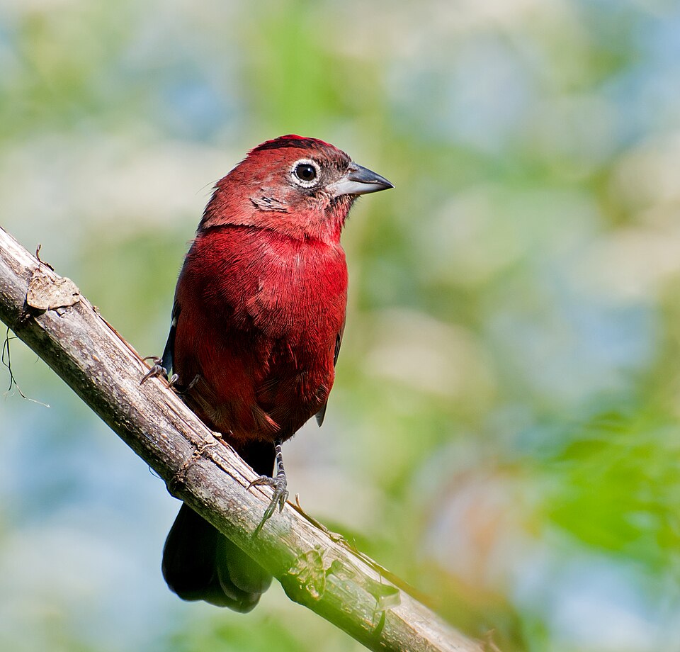 Red Pileated Finch