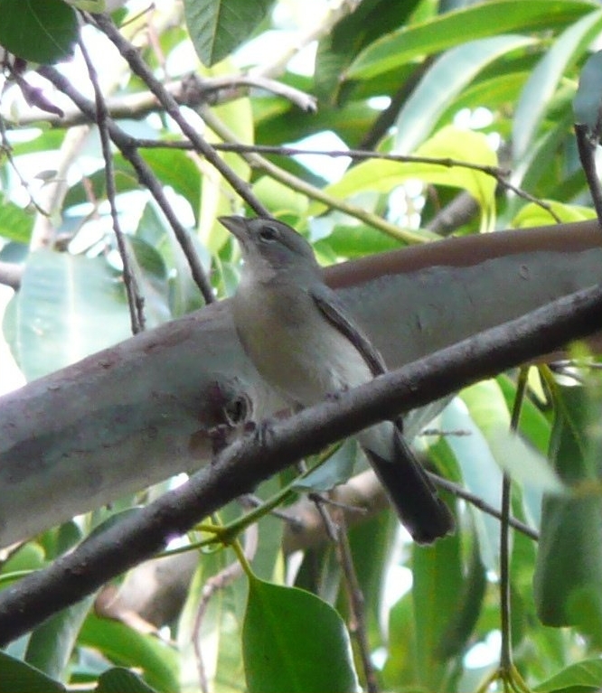 Grey Pileated Finch