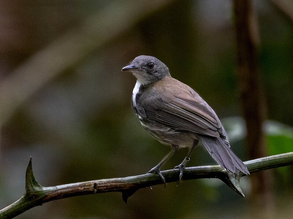 Ringed Antpipit