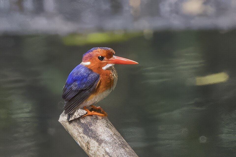 White-bellied Kingfisher