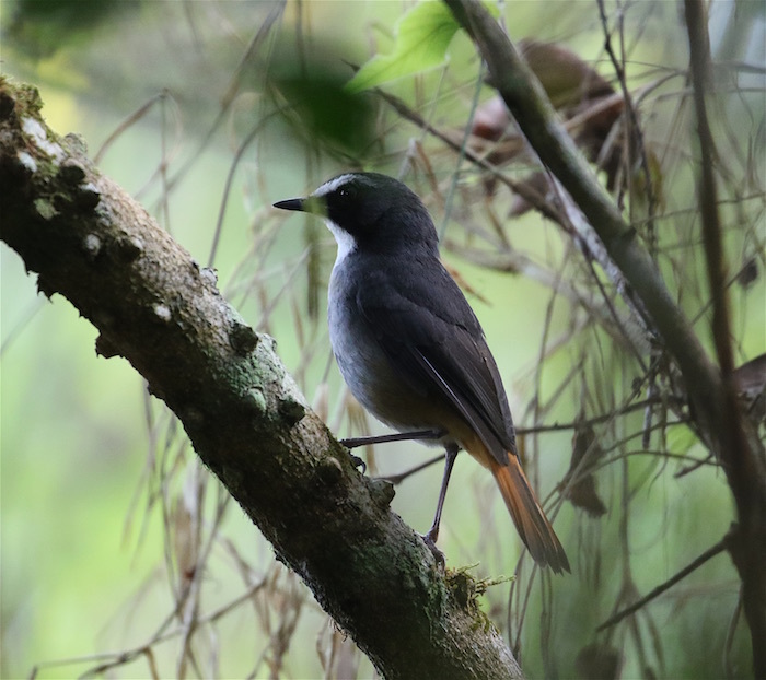 Olive-flanked Ground Robin
