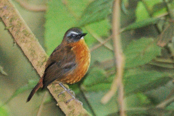 Archer's Ground Robin