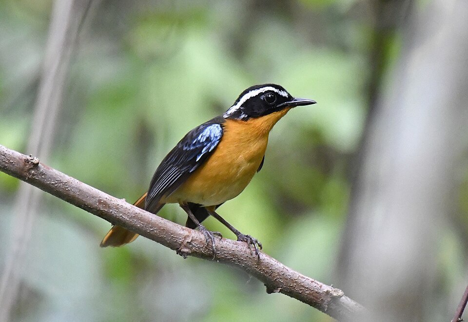 Blue-shouldered Robin-Chat