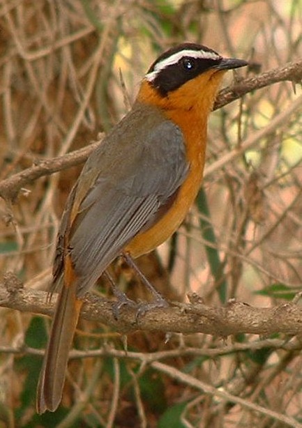 White-browed Robin-Chat